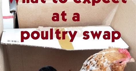 $5 admission for 16 and older. . Poultry swap wisconsin